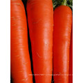 Suntoday овощной гибрид разных научных названий растений из органических овощей саженцы купить морковь продажа семян онлайн (51003)